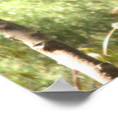 Poster de Macaw Parrot (Coin)