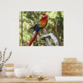 Poster de Macaw Parrot (Cuisine)