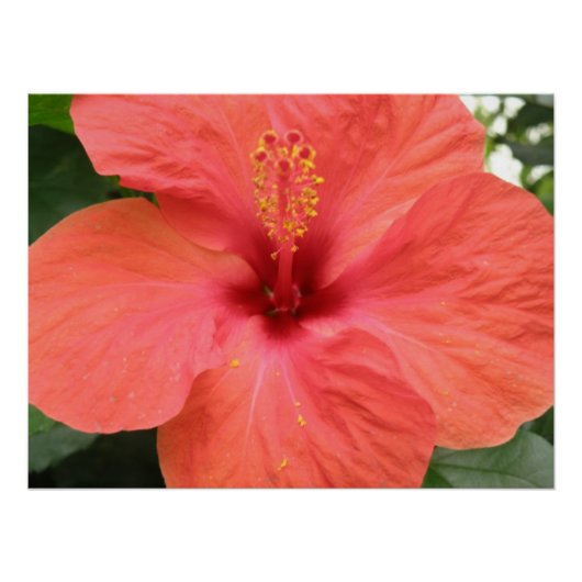 Poster de Macro Orange Hibiscus Fleur (Devant)