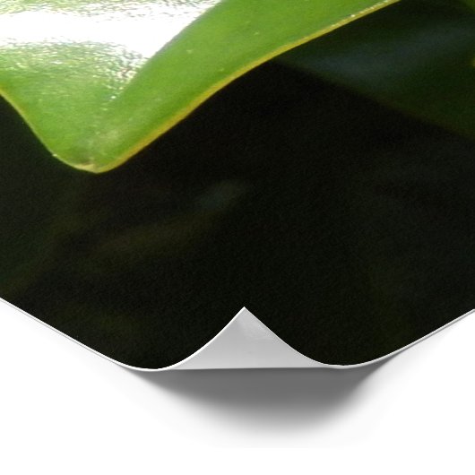 Poster de Magnolia Grandiflora (Coin)