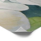 Poster de Magnolias (Coin)