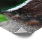 Poster de Mallard (Coin)