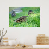Poster de Mallard (Cuisine)