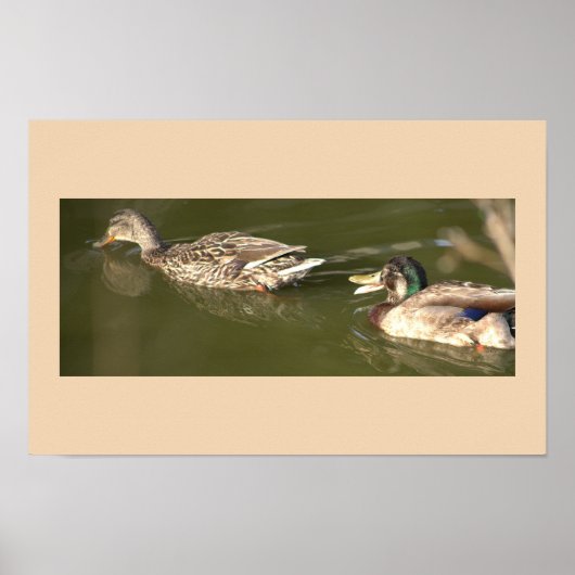 Poster de Mallard Ducks (Devant)