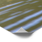 Poster de Mallard Ducks (Coin)