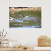 Poster de Mallard Ducks (Cuisine)
