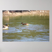 Poster de Mallard Ducks (Devant)