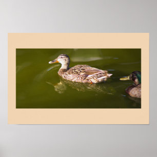 Poster de Mallard Ducks