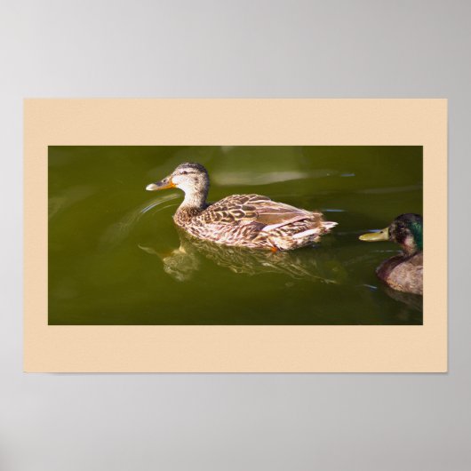 Poster de Mallard Ducks (Devant)