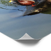 Poster de Mallard Ducks #2 (Coin)