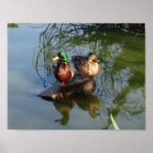 Poster de Mallard Ducks #2 (Devant)