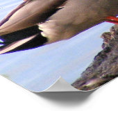 Poster de Mallards (Coin)