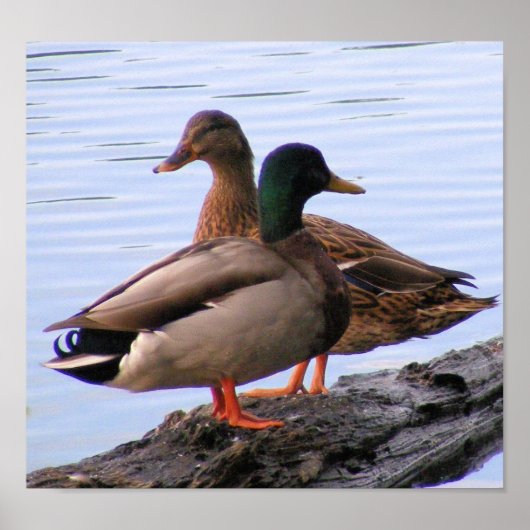 Poster de Mallards (Devant)