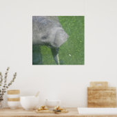 Poster de Manatee Smiles (Cuisine)