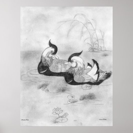 Poster de Mandarin Ducks (Devant)