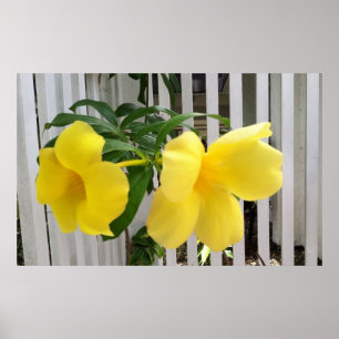 Poster de Mandevilla jaune
