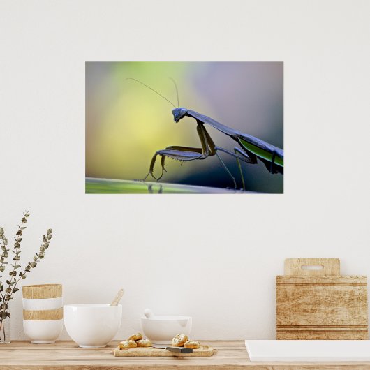Poster de Mantis (Cuisine)