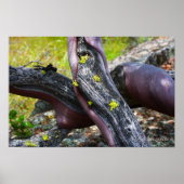 Poster de Manzanita (Devant)