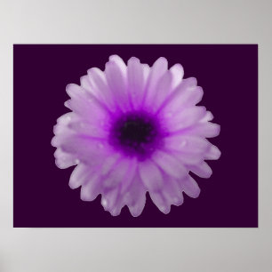 Poster de Marigold blanc et violet