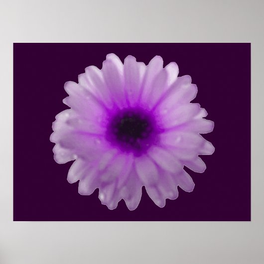 Poster de Marigold blanc et violet (Devant)