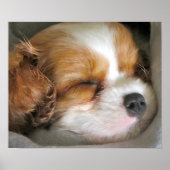 Poster de marionnette Cavalier King Charles Spanie (Devant)