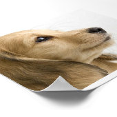 Poster de marionnettes (Coin)