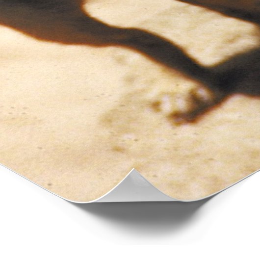 Poster de Meerkat (Coin)