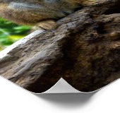 Poster de Meerkat (Coin)