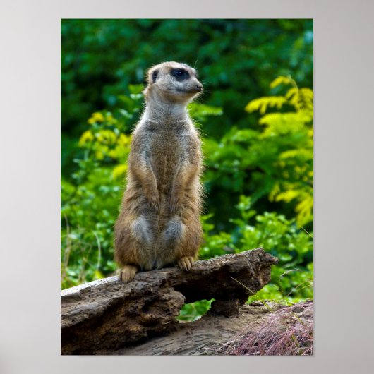 Poster de Meerkat (Devant)