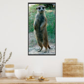 Poster de Meerkat Tall (Cuisine)