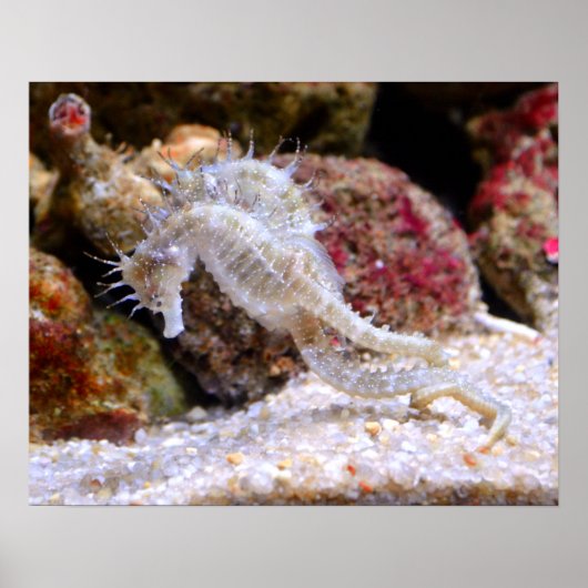 Poster de mer chevaux (Devant)