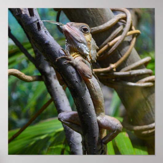 Poster de Merten's Water Monitor (Devant)