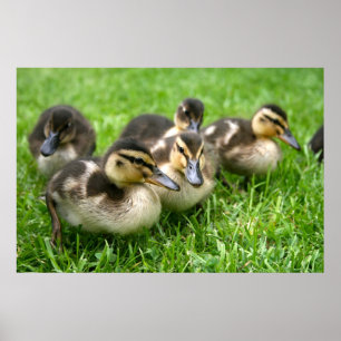 Poster de mignonettes
