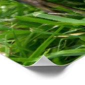 Poster de mignonettes (Coin)