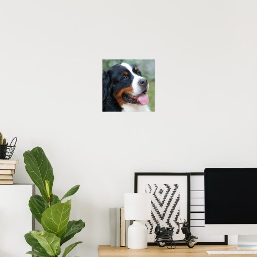 Poster de mignonne Bernese (Bureau à domicile)