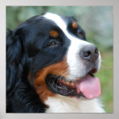Poster de mignonne Bernese (Devant)