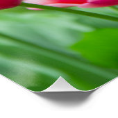 Poster De mignonnes tulipes écarlate dans le jardin (Coin)