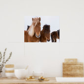 Poster De mignons chevaux islandais ensemble (Cuisine)