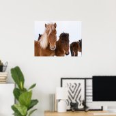 Poster De mignons chevaux islandais ensemble (Bureau à domicile)