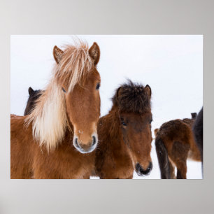 Poster De mignons chevaux islandais ensemble