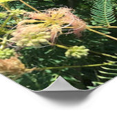 Poster de Mimosa Tree Blooms (Coin)