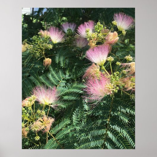 Poster de Mimosa Tree Blooms (Devant)