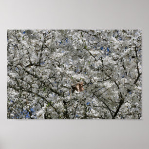 Poster de Mirabelle Blossom