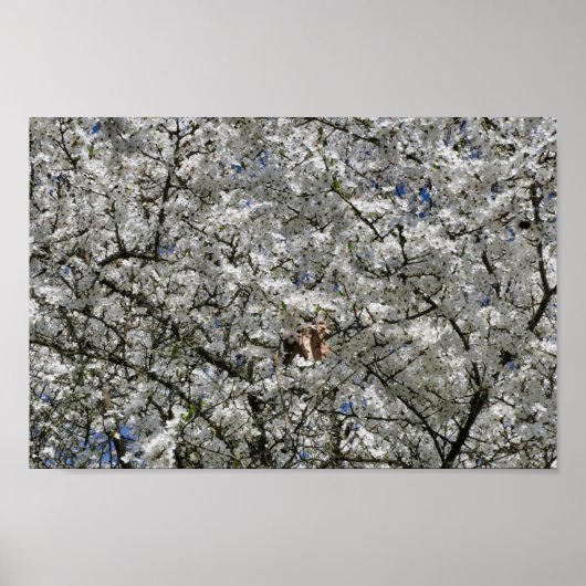 Poster de Mirabelle Blossom (Devant)