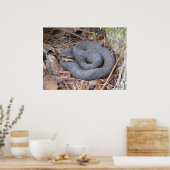 Poster de Moccasin Cottonmouth (Cuisine)