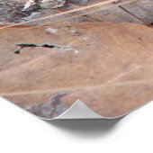 Poster de Moccasin Cottonmouth (Coin)