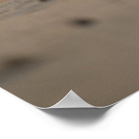 Poster de mouette dormant (Coin)