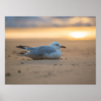 Poster de mouette dormant