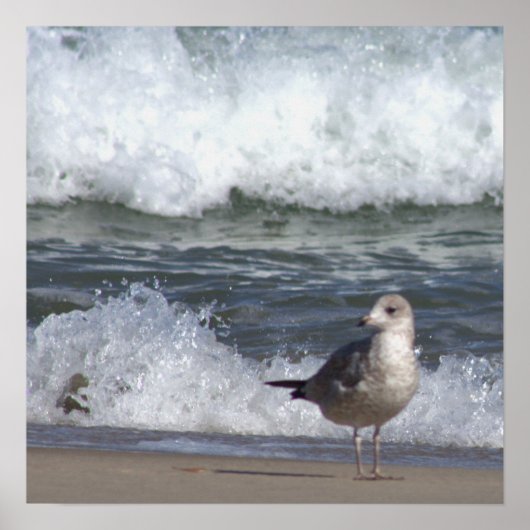 Poster de mouettes sur la plage (Devant)