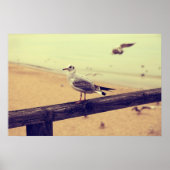 Poster de Möwe Ostsee Rügen (Devant)